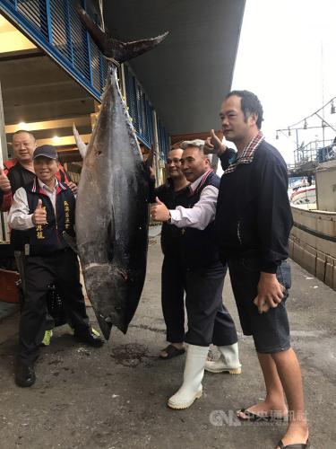 台湾渔船14日捕获一条重达210公斤的黑鲔鱼。(图：台湾“中央社”/苏澳区渔会