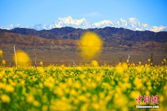 远处巍峨的博格达峰与金黄的油菜花形成了强烈的色彩对比，恰似一幅天然油画。