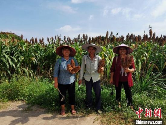 位于重庆市江津区江小白高粱产业园核心示范基地带动周边农户致富增收。　张燕　摄