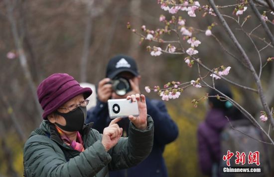 北京玉渊潭公园樱花开放 本周末开启春季赏花文化活动