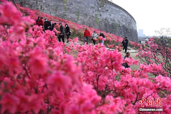4月14日，南京明城墙内门东段，大片杜鹃花迎来了盛花期，格外艳丽夺目。泱波