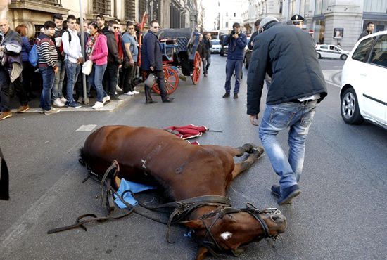 偶有旅游观光马车的马匹摔倒在路旁。