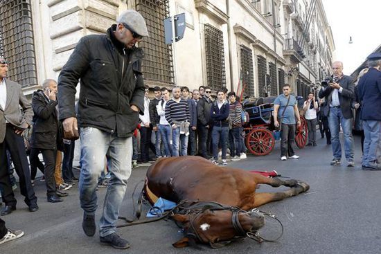 偶有旅游观光马车的马匹摔倒在路旁。