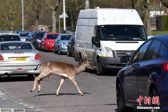 当地时间4月4日，英国执行“社交疏离”措施期间，一群小鹿走上伦敦街头。图为一只小鹿横穿马路。