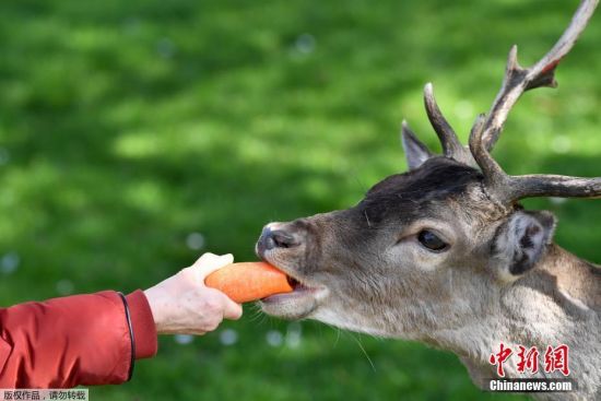 当地时间4月4日，英国执行“社交疏离”措施期间，一群小鹿走上伦敦街头。图为居民将胡萝卜喂给草坪上的小鹿。