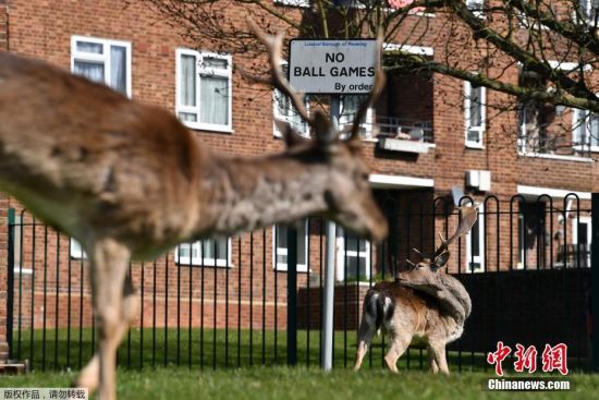 当地时间4月4日，英国执行“社交疏离”措施期间，一群小鹿走上伦敦街头。图为一群小鹿在街头的草坪上觅食。