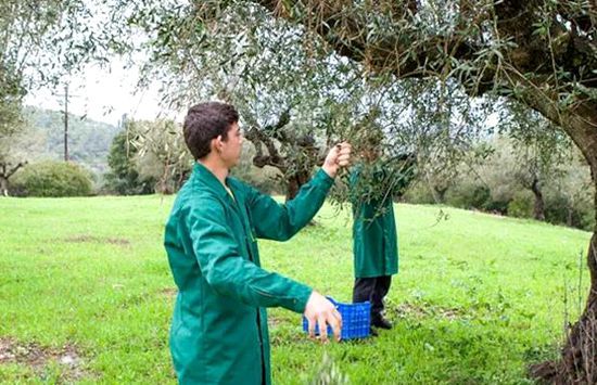 希腊农场采摘橄榄叶。