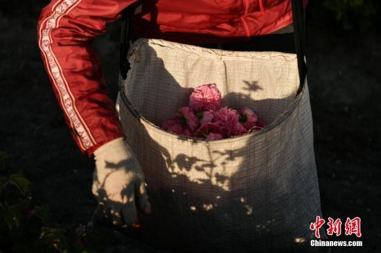 当地时间6月4日，克里米亚塞瓦斯托波尔，当地妇女在玫瑰花田里采集花瓣。这些玫瑰花瓣被用来生产玫瑰精油、玫瑰水和香水。图片来源：视觉中国