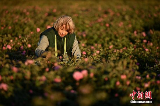 当地时间6月4日，克里米亚塞瓦斯托波尔，当地妇女在玫瑰花田里采集花瓣。这些玫瑰花瓣被用来生产玫瑰精油、玫瑰水和香水。图片来源：视觉中国