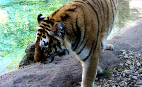 瑞士动物园发生老虎伤人事件。
