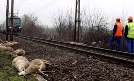 意大利区间列车辗轧羊群近百只羊死亡。