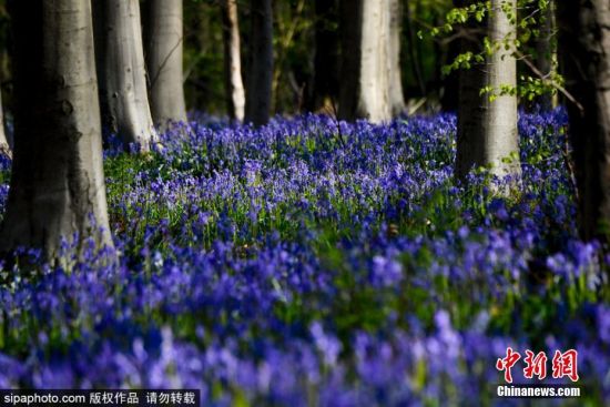 近日，比利时哈勒，Hallerbos森林内蓝铃花盛开。Hallerbos森林是一片广阔的森林地区，因其遍布如地毯般的紫色蓝铃花（野风信子）而深受旅游者喜爱。蓝铃花每年大约于4月中旬开花。图片来源：Sipaphoto版权作品